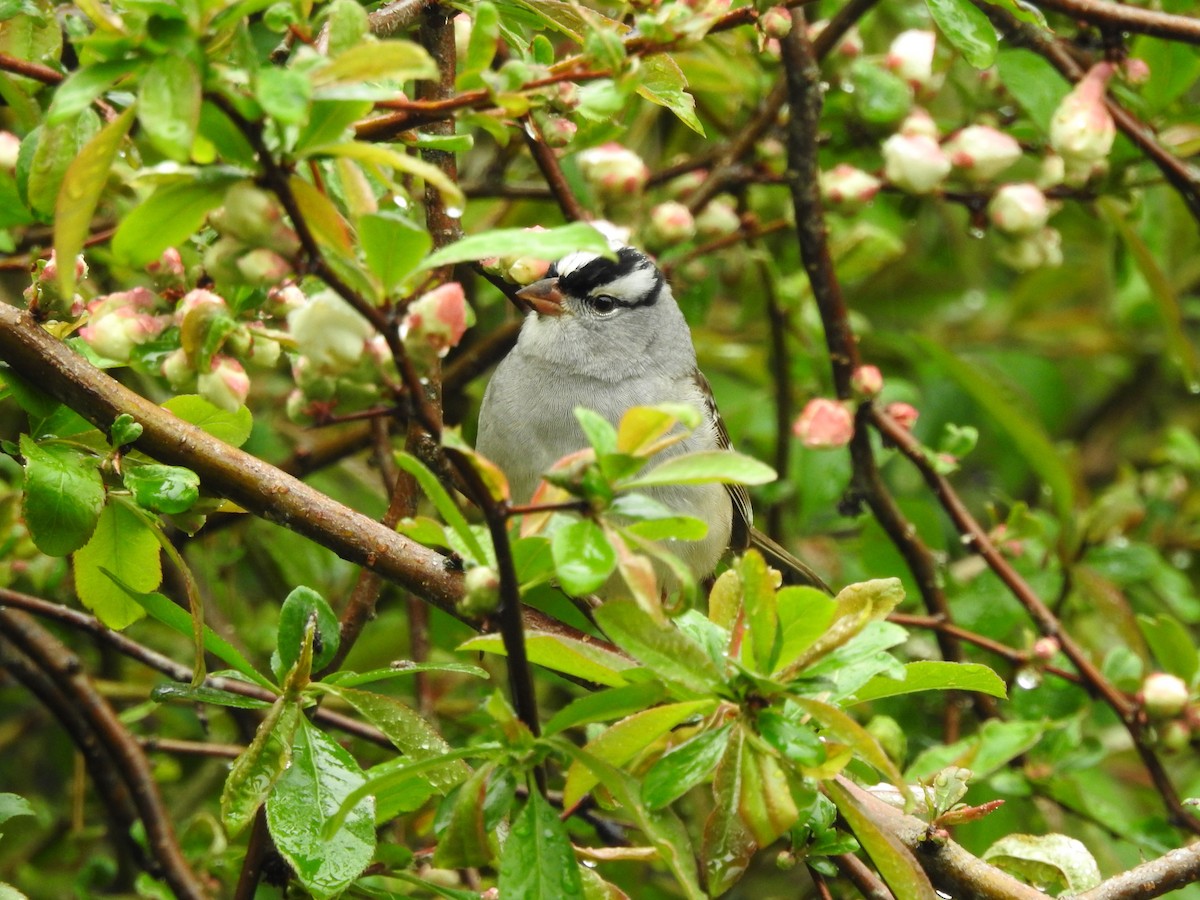 White-crowned Sparrow - Matthew Watson
