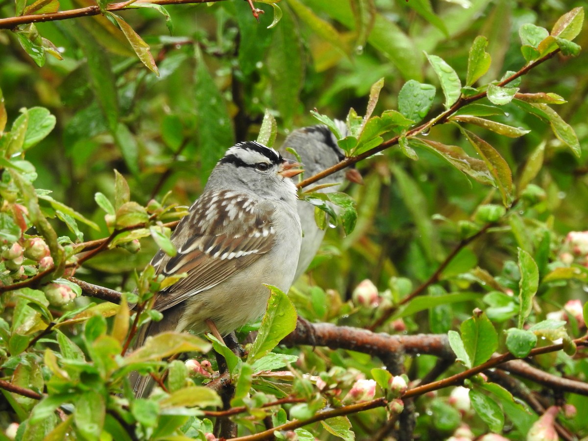 White-crowned Sparrow - Matthew Watson