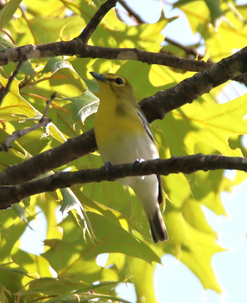 Yellow-throated Vireo - Ann Anderson