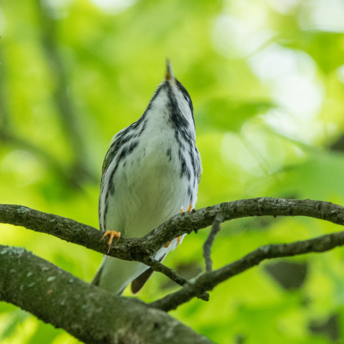 Blackpoll Warbler - Anonymous