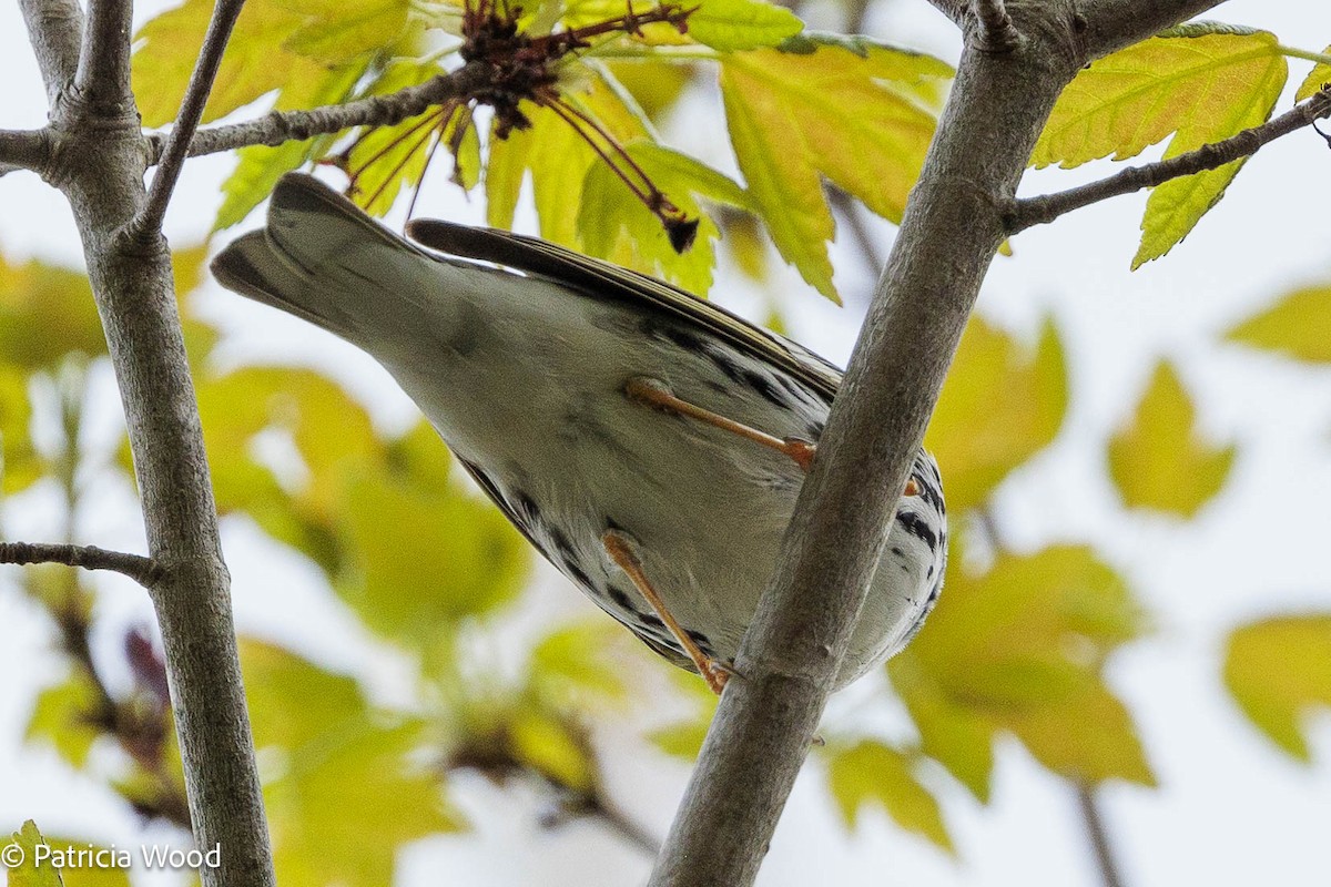 Blackpoll Warbler - Mass Audubon North Shore