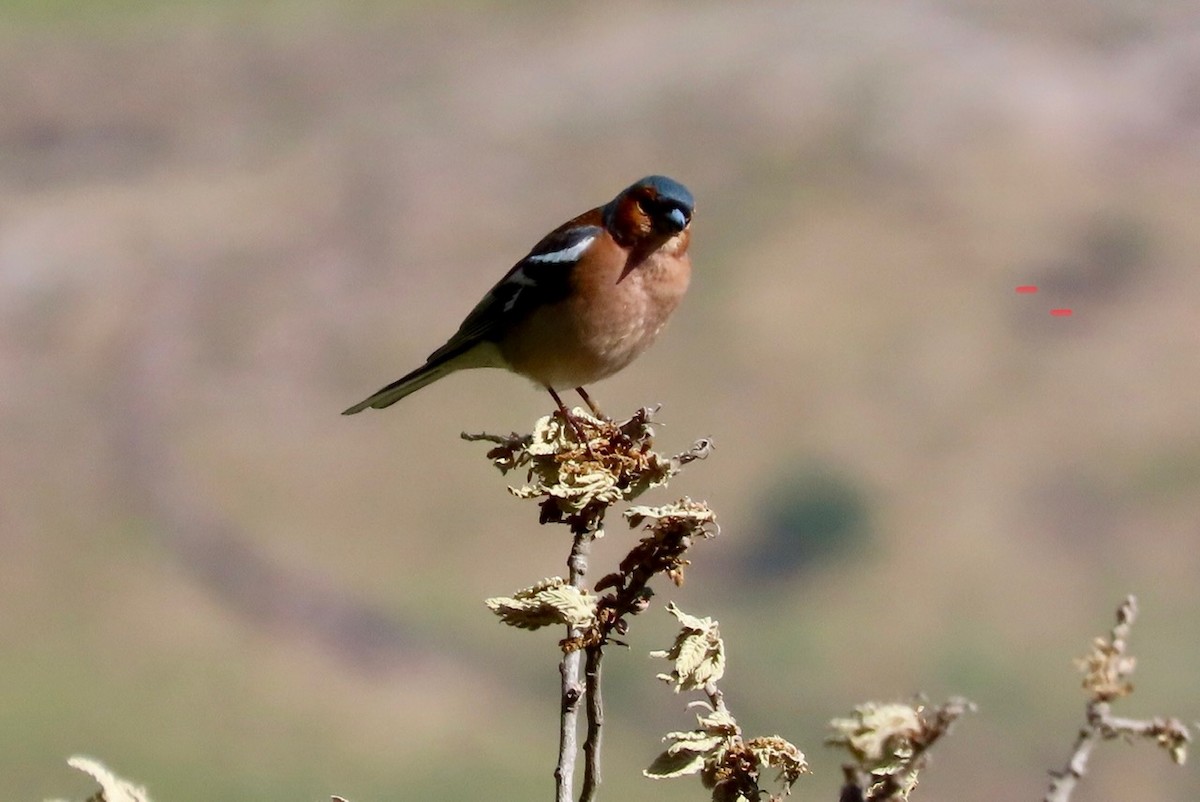 Common Chaffinch - Guy Poisson