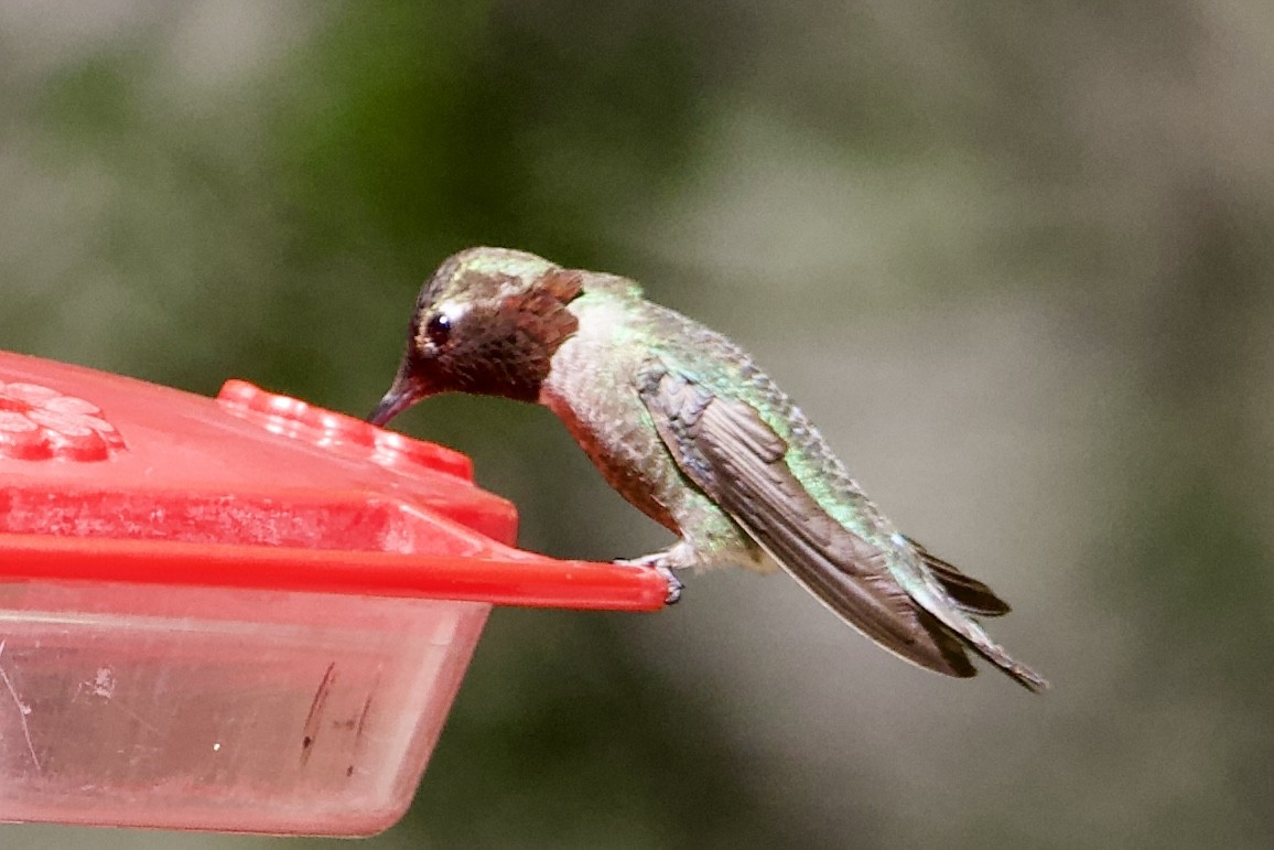 Black-chinned Hummingbird - Robert Snider