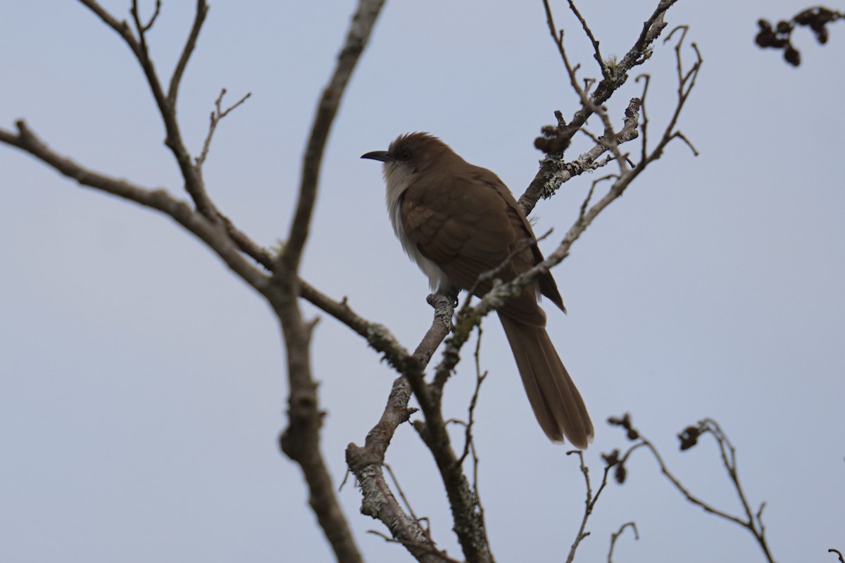 Black-billed Cuckoo - ML619125491