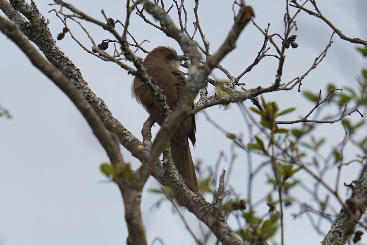 Black-billed Cuckoo - ML619125503