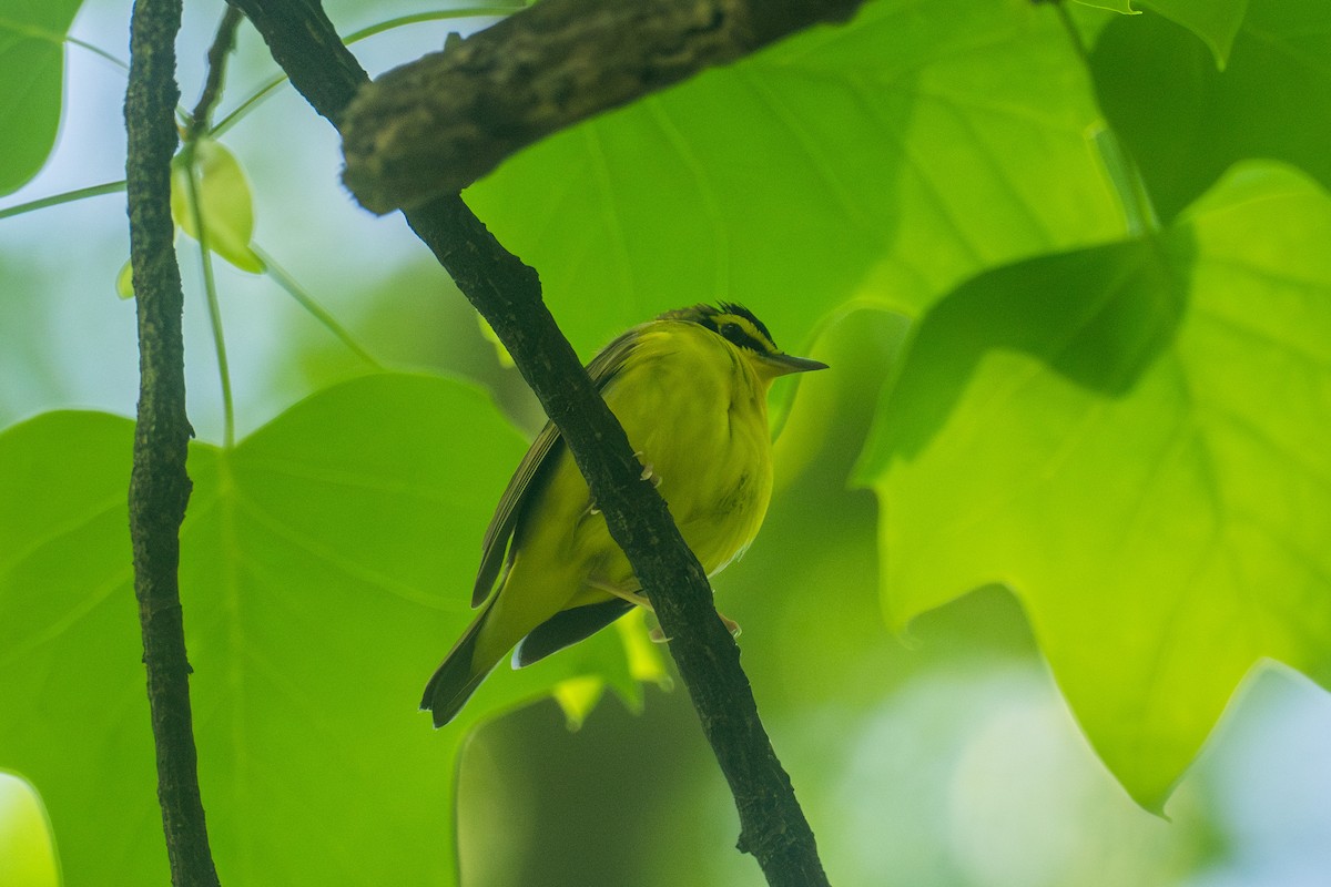 Kentucky Warbler - Riley Metcalfe