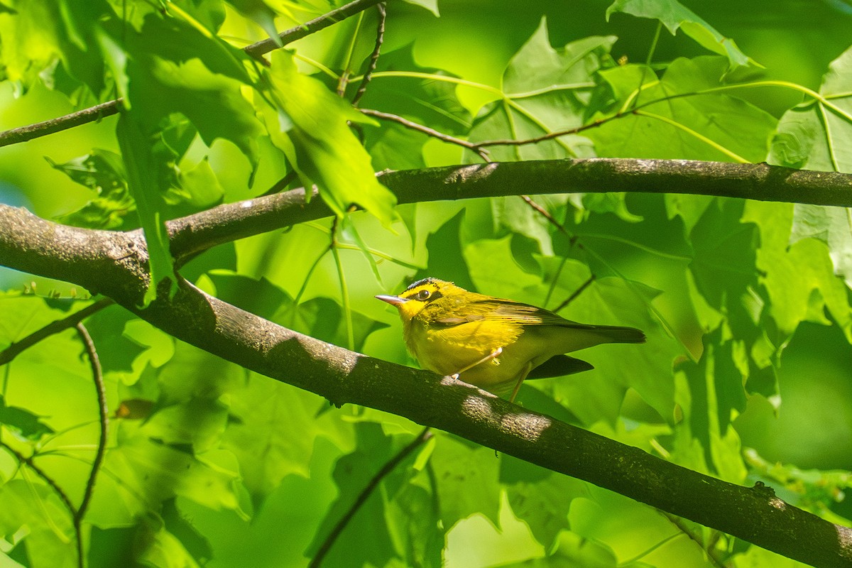 Kentucky Warbler - Riley Metcalfe