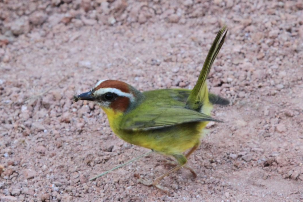 Chestnut-capped Warbler - Richard Hudson