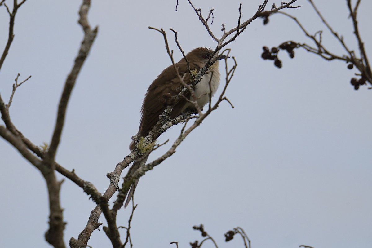 Black-billed Cuckoo - ML619125511