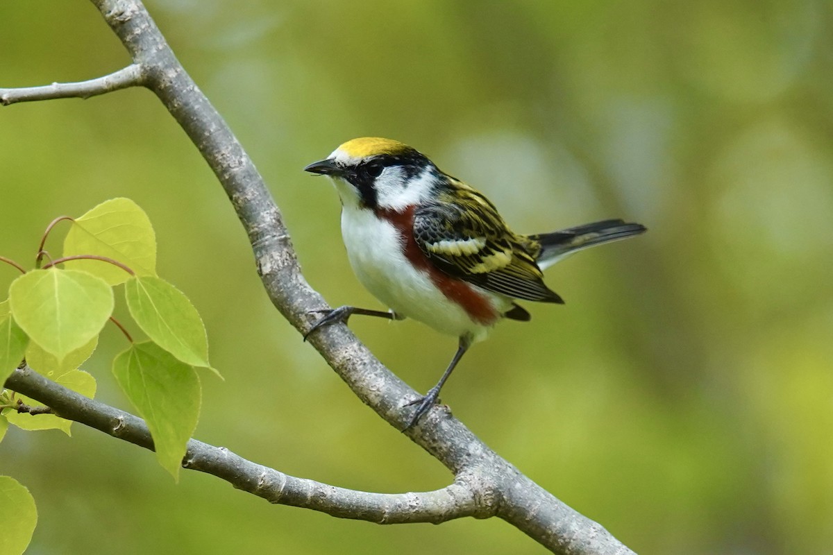 Chestnut-sided Warbler - ML619125520