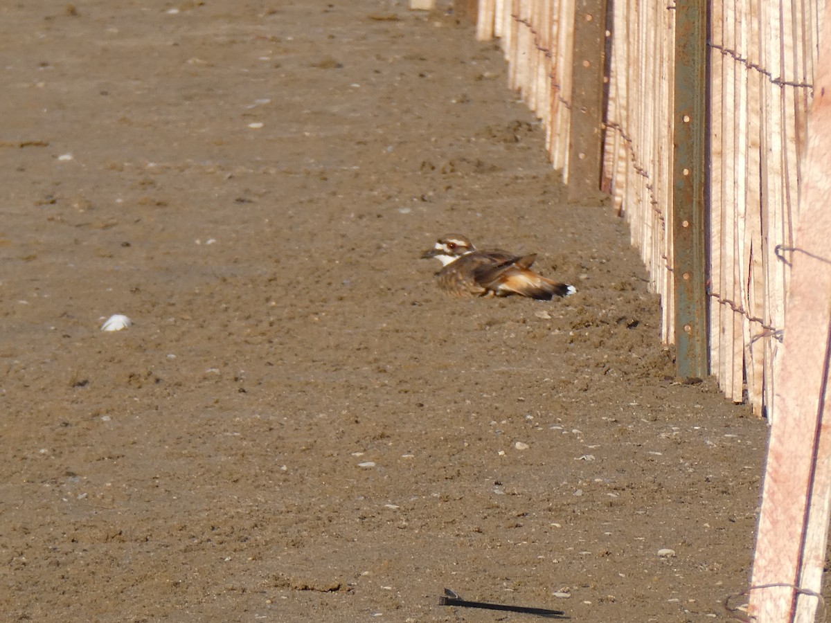 Killdeer - Sharon O'Grady