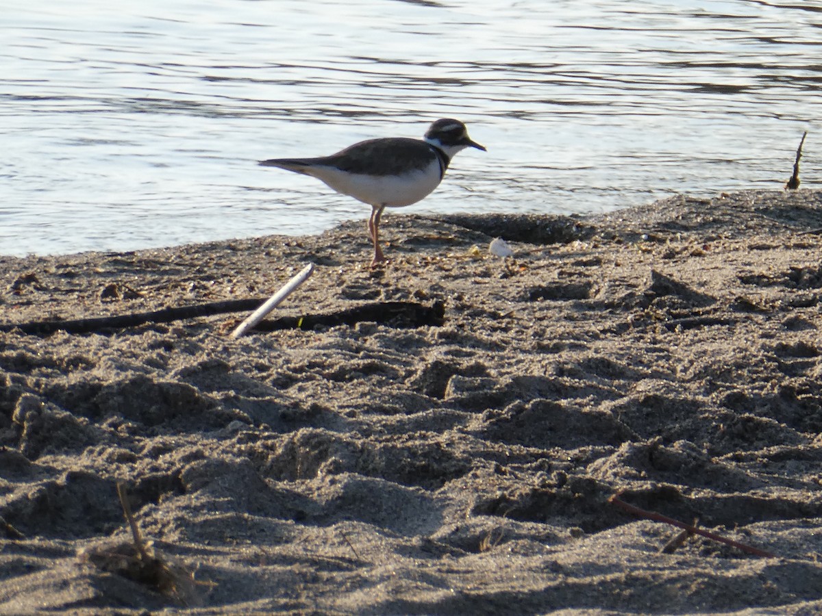 Killdeer - Sharon O'Grady