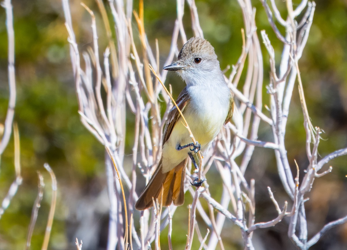 Ash-throated Flycatcher - ML619125553