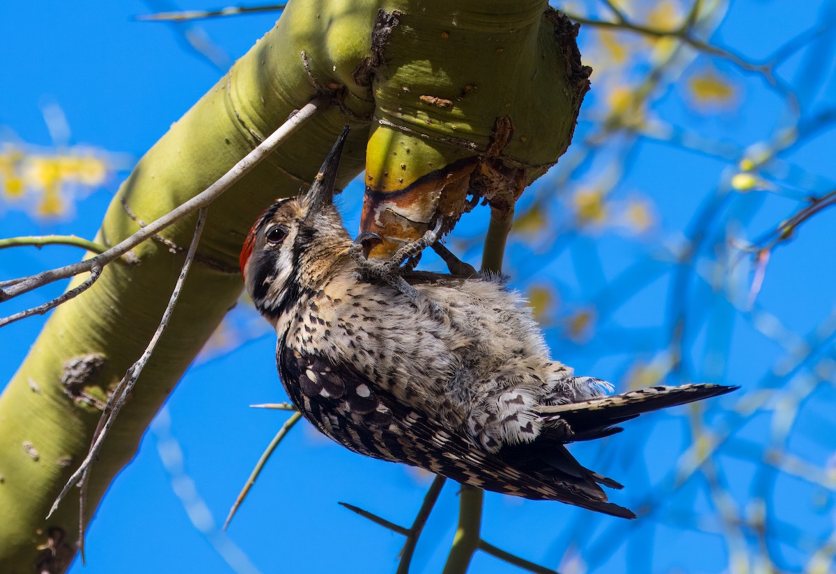 Ladder-backed Woodpecker - ML619125578