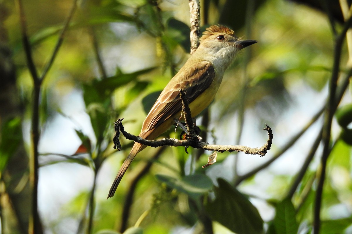 Brown-crested Flycatcher - Pablo Bedrossian