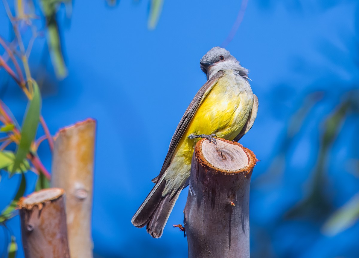 Western Kingbird - ML619125587