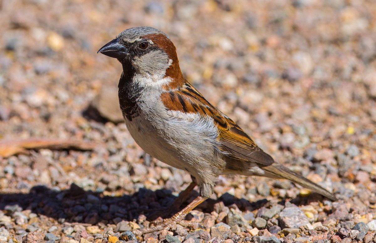 Moineau domestique - ML619125599