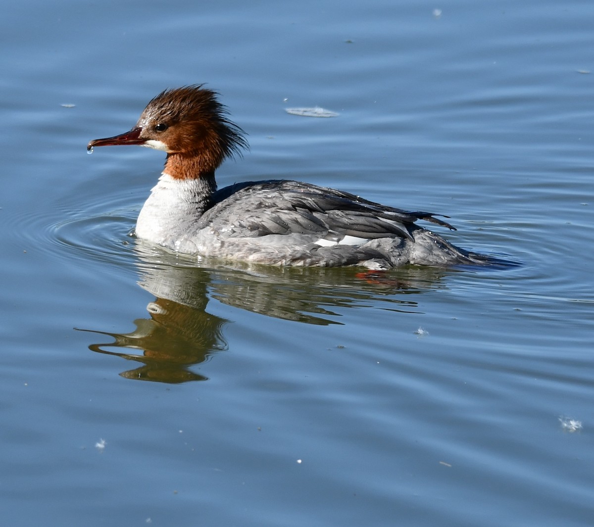 Common Merganser - ML619125632