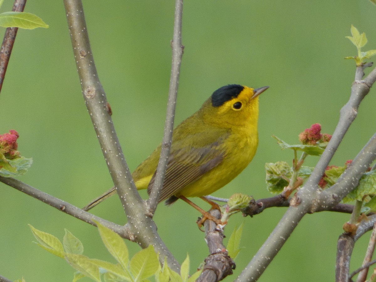 Wilson's Warbler - Tom Wheatley