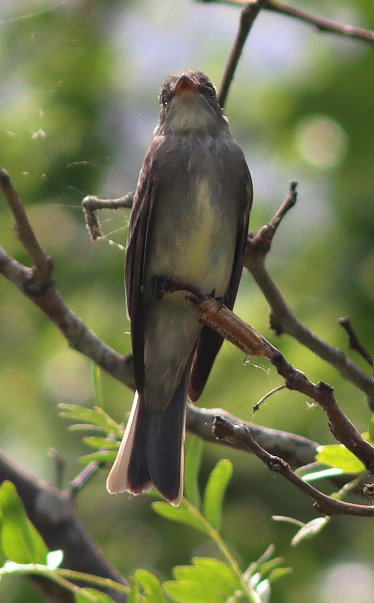 Eastern Wood-Pewee - Phillip Wallace