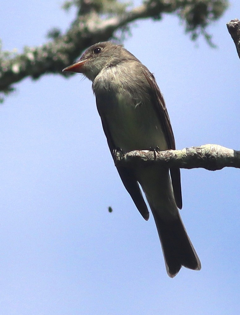 Eastern Wood-Pewee - Phillip Wallace