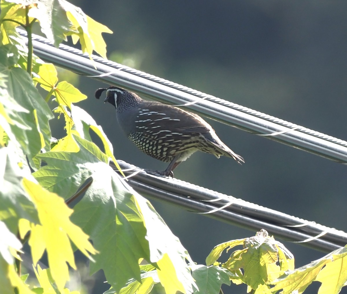 California Quail - Robin Lawson