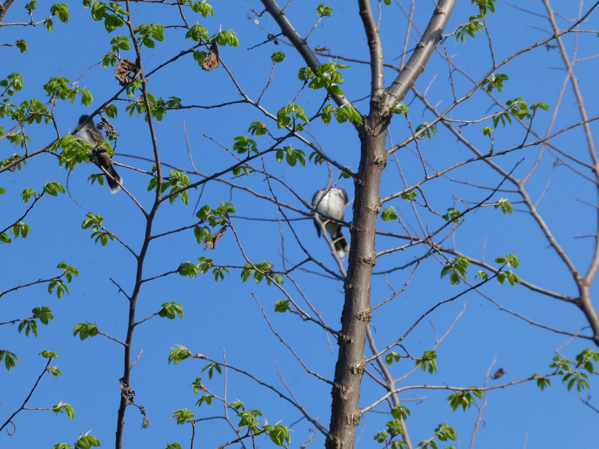 Eastern Kingbird - Sharon O'Grady