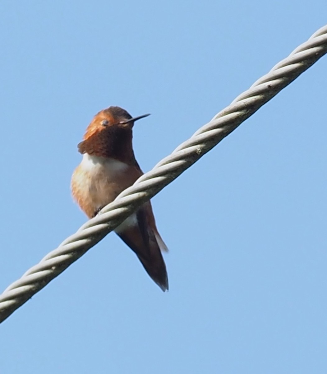 Rufous Hummingbird - Robin Lawson