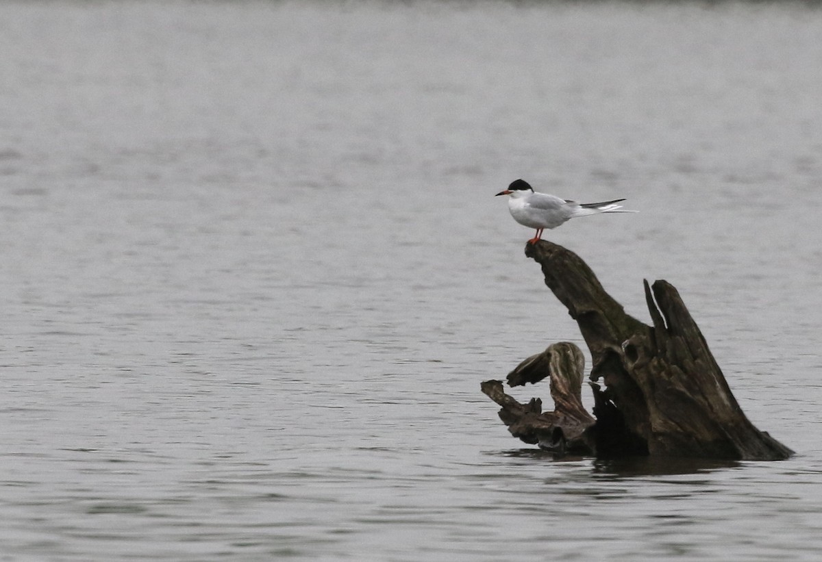 Forster's Tern - Aaron Graham