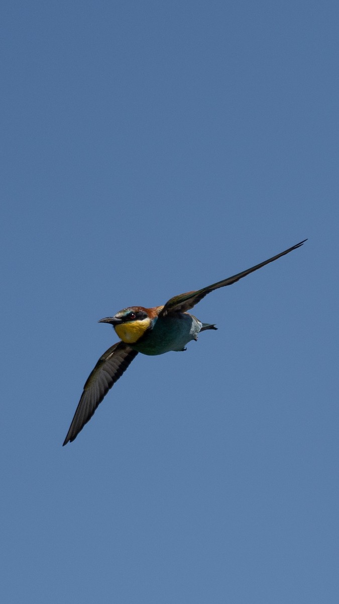 European Bee-eater - Murat Aydın