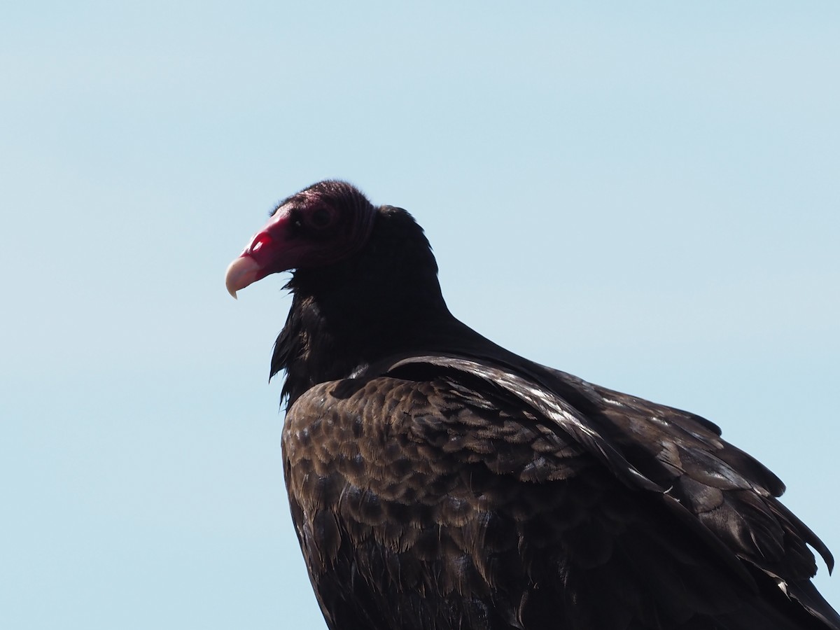 Turkey Vulture - ML619125658