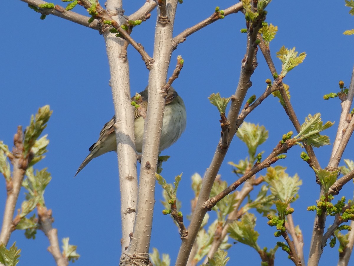 Warbling Vireo - Sharon O'Grady