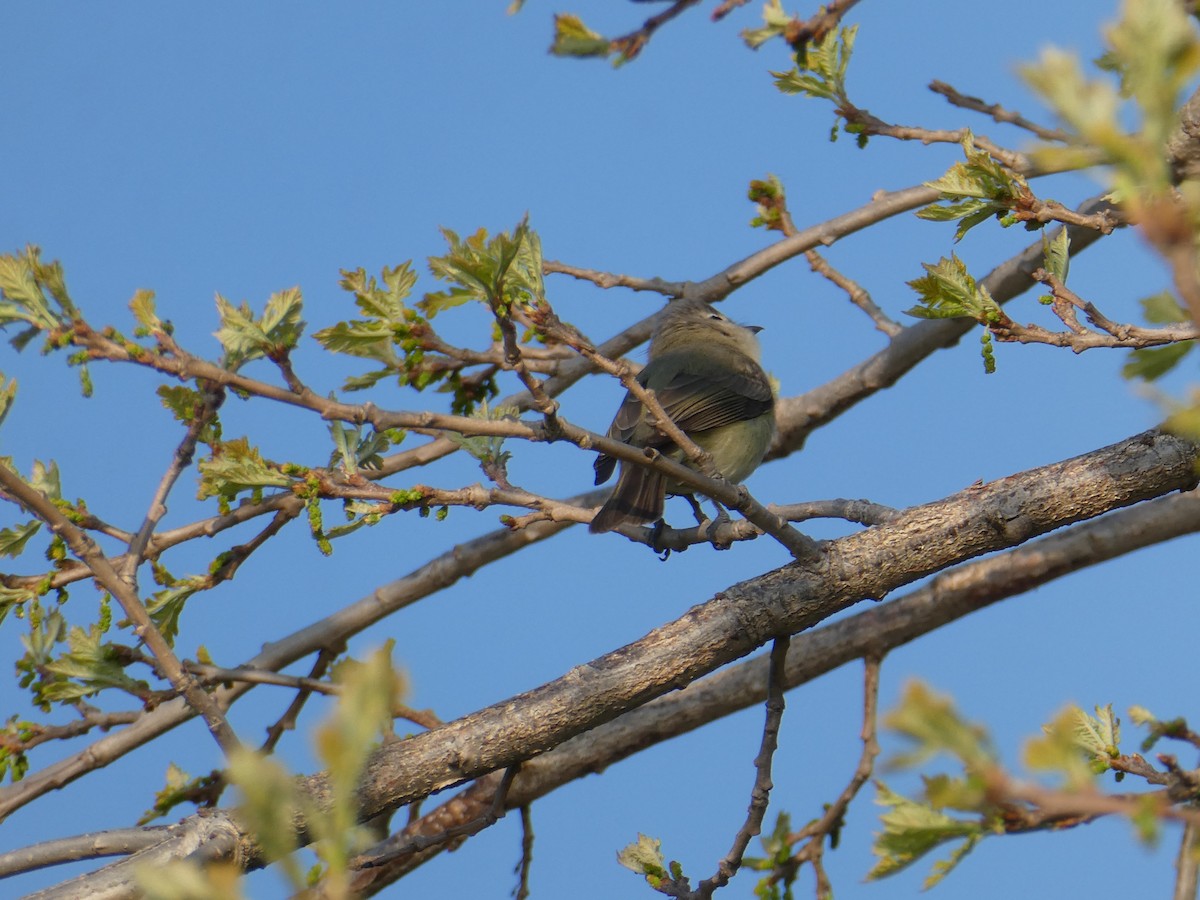 Warbling Vireo - Sharon O'Grady