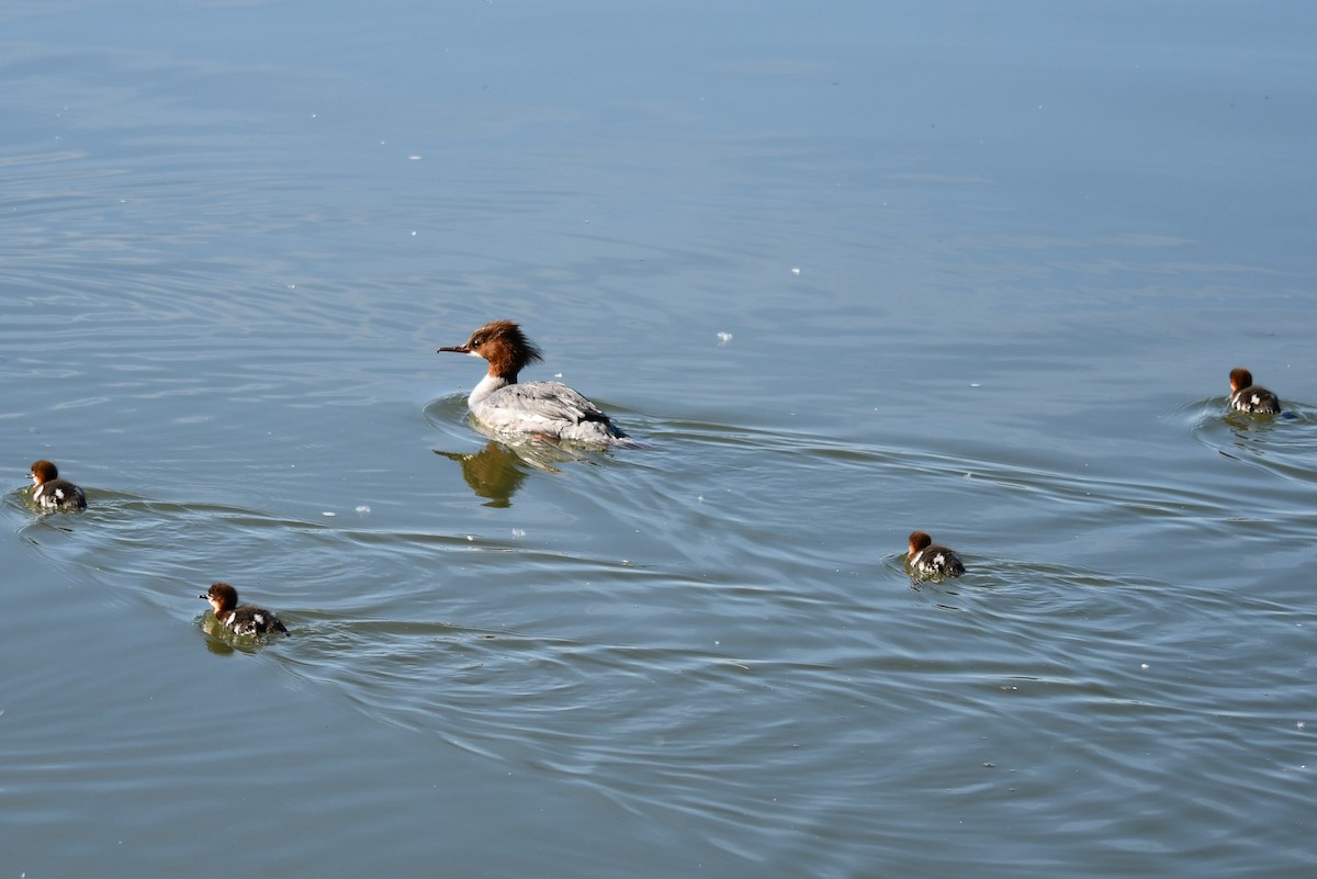 Common Merganser - ML619125664