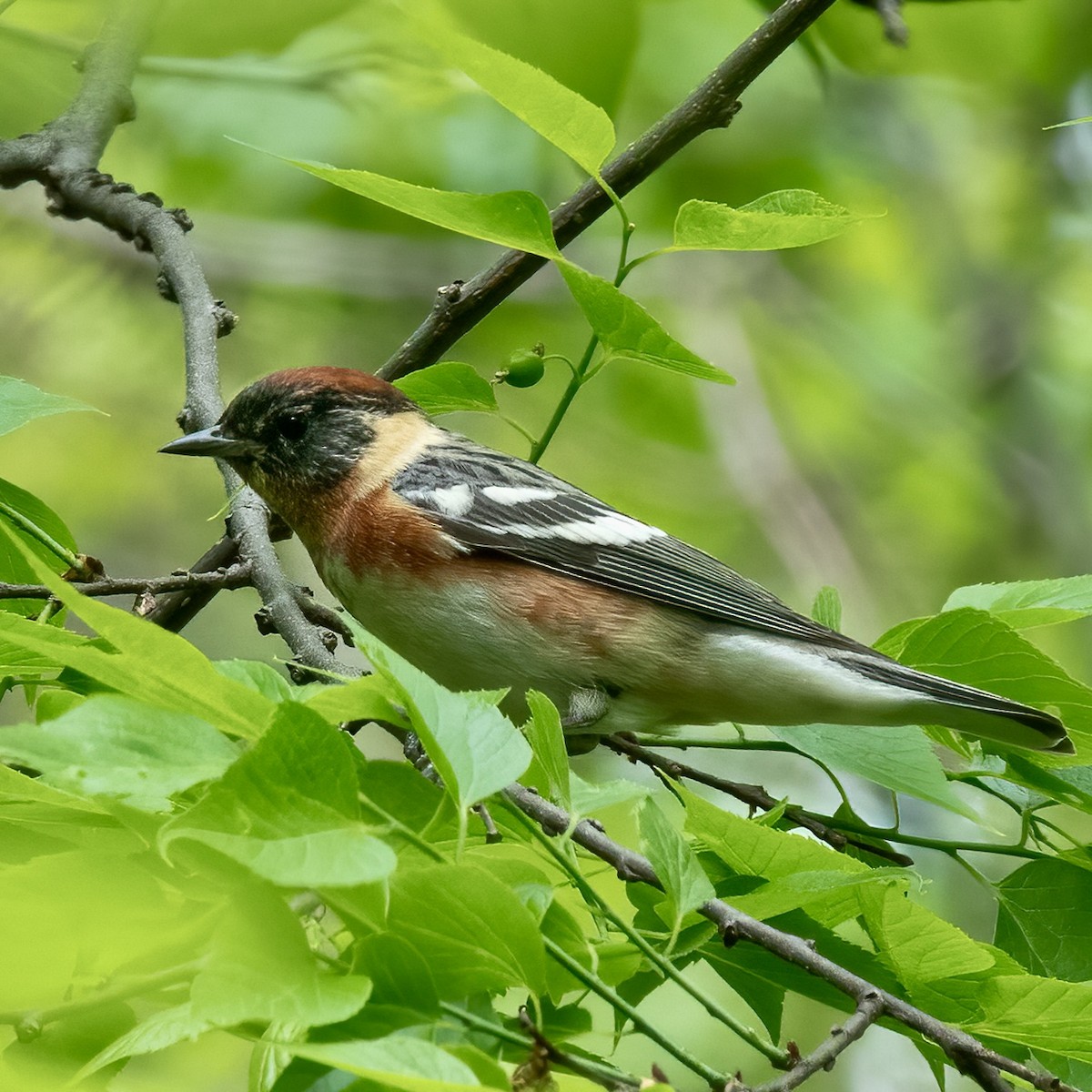 Bay-breasted Warbler - Anonymous