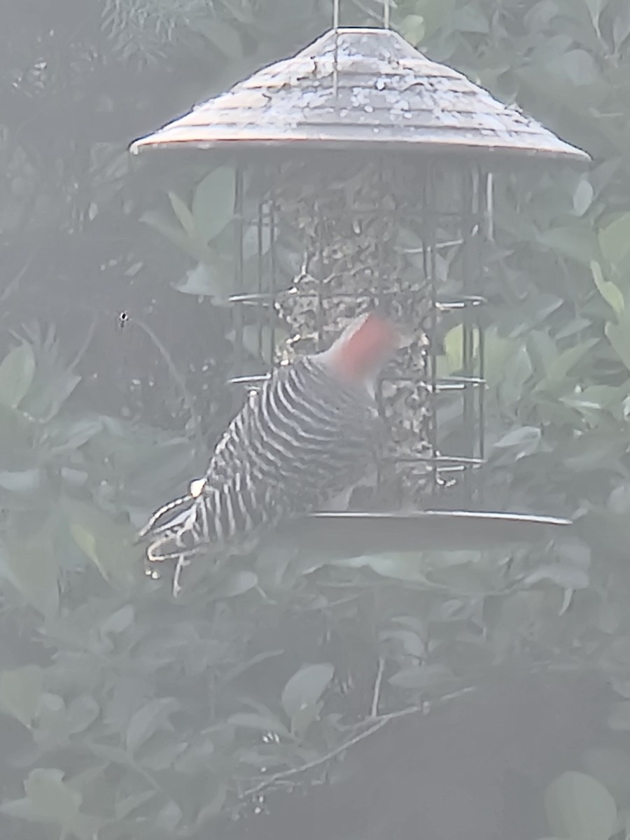 Red-bellied Woodpecker - Scott Harp