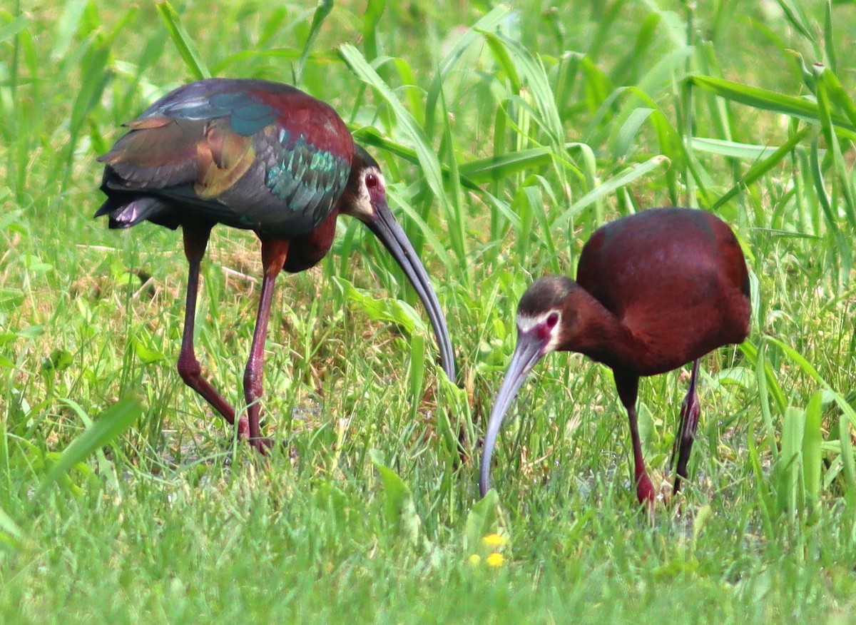 White-faced Ibis - Phillip Wallace