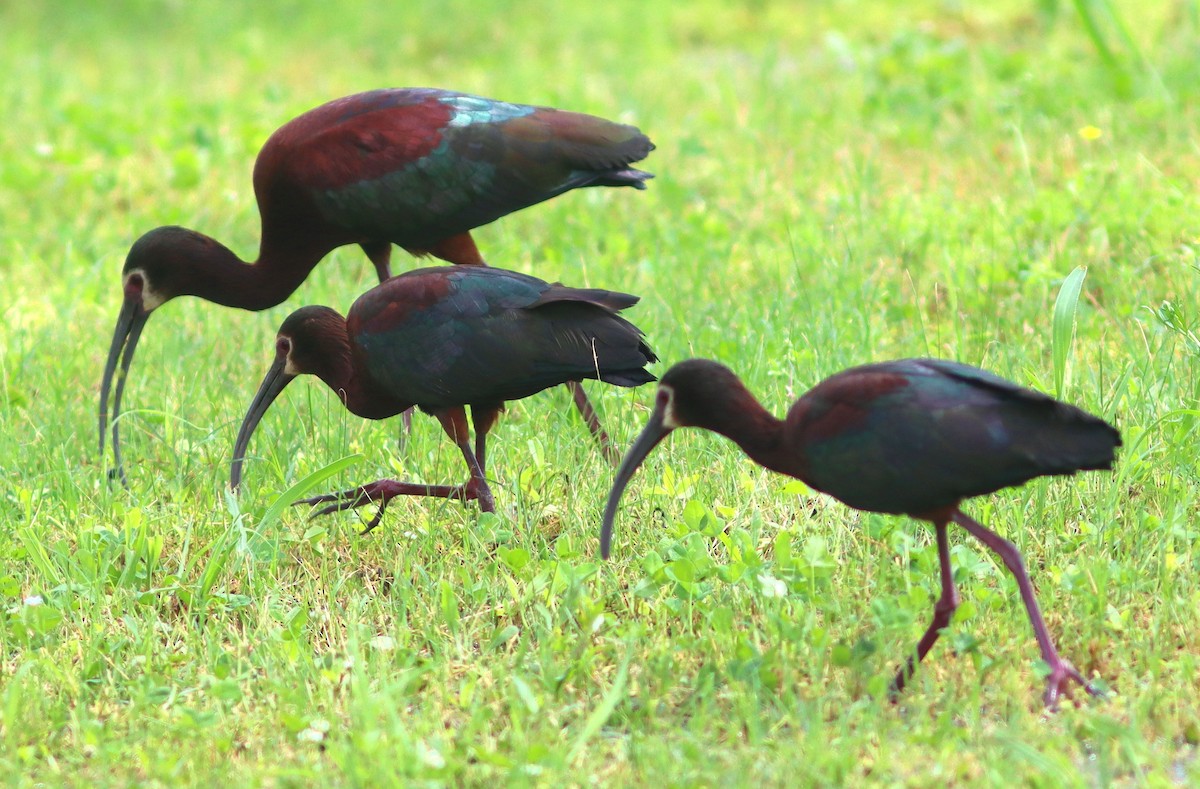 White-faced Ibis - Phillip Wallace