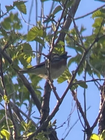 Bay-breasted Warbler - ML619125710