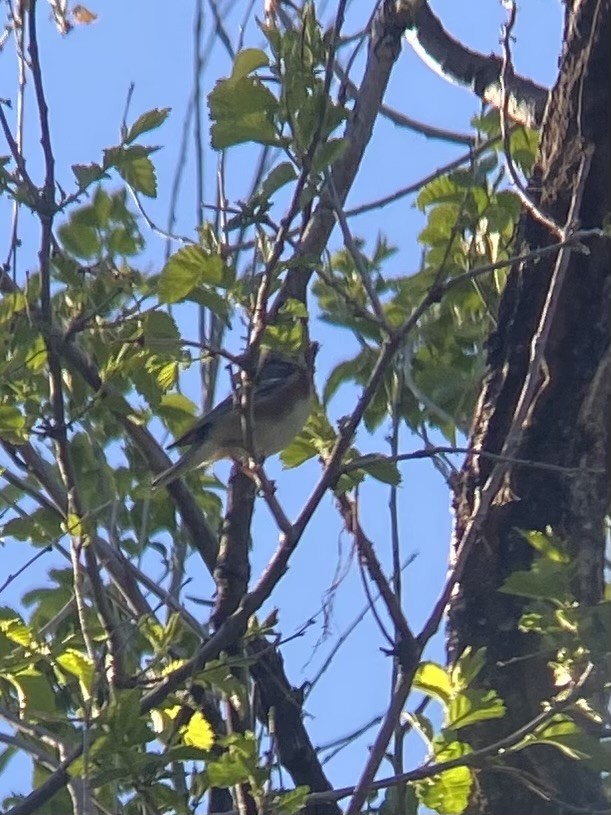 Bay-breasted Warbler - ML619125711