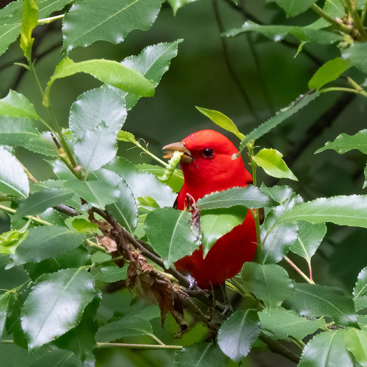 Scarlet Tanager - Anonymous