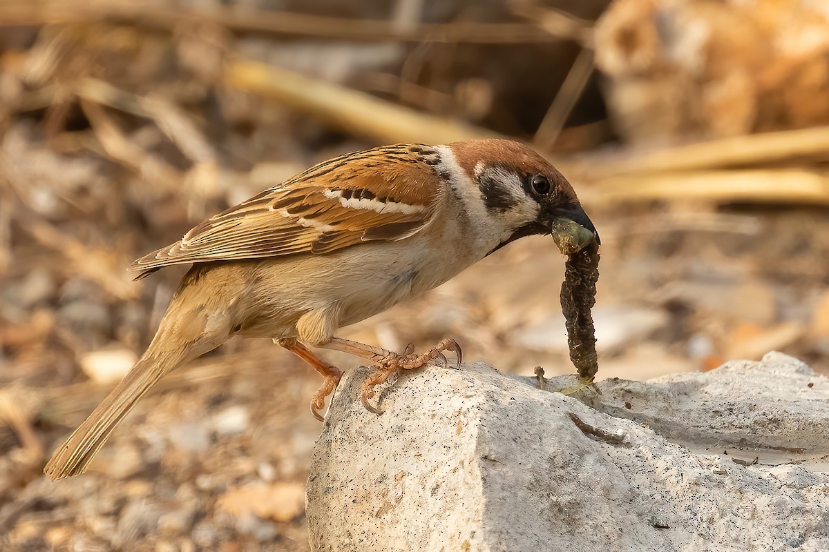Eurasian Tree Sparrow - Sergio Porto