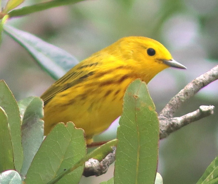 Yellow Warbler - Phillip Wallace