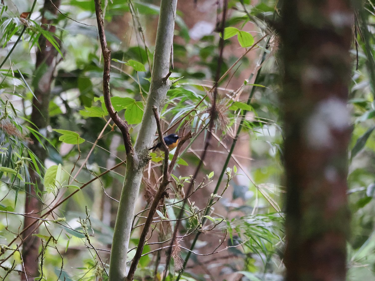 Snowy-browed Flycatcher - Kuan Chih Yu