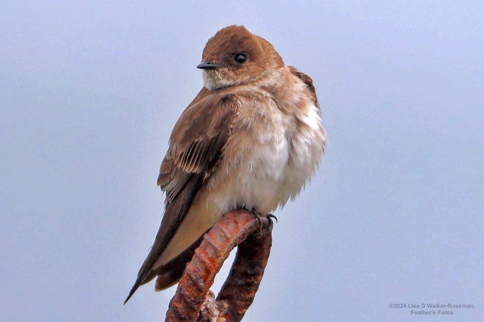 Northern Rough-winged Swallow - Lisa Walker-Roseman