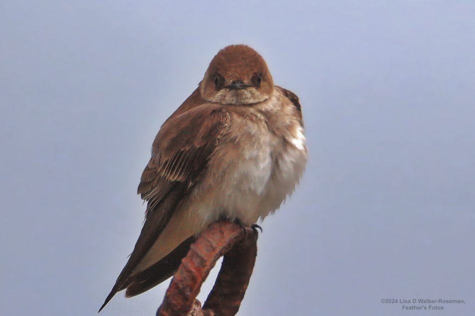 Northern Rough-winged Swallow - Lisa Walker-Roseman