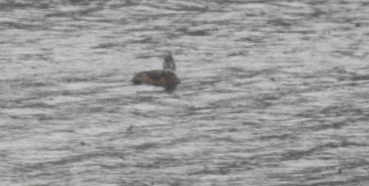 Ring-necked Duck - ML619125763