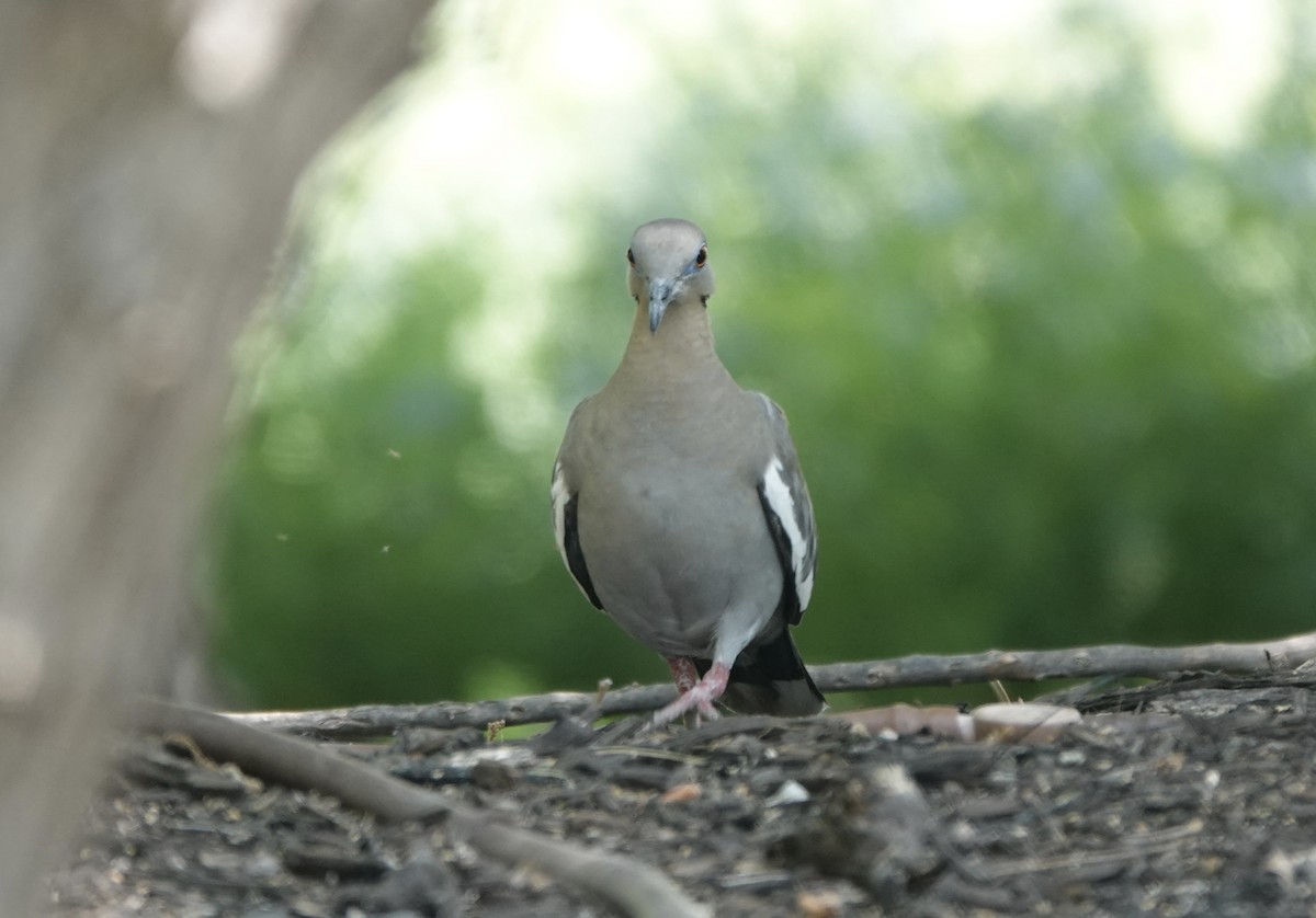 White-winged Dove - Mary Kimberly