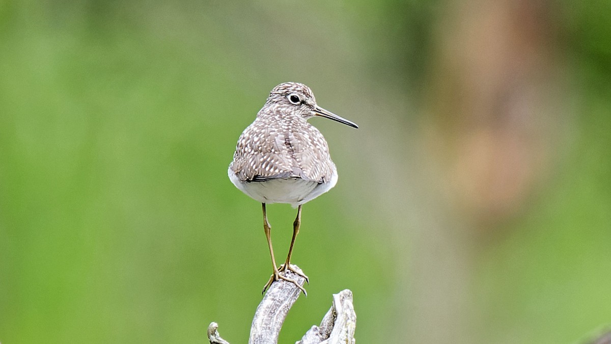 Solitary Sandpiper - Craig Becker