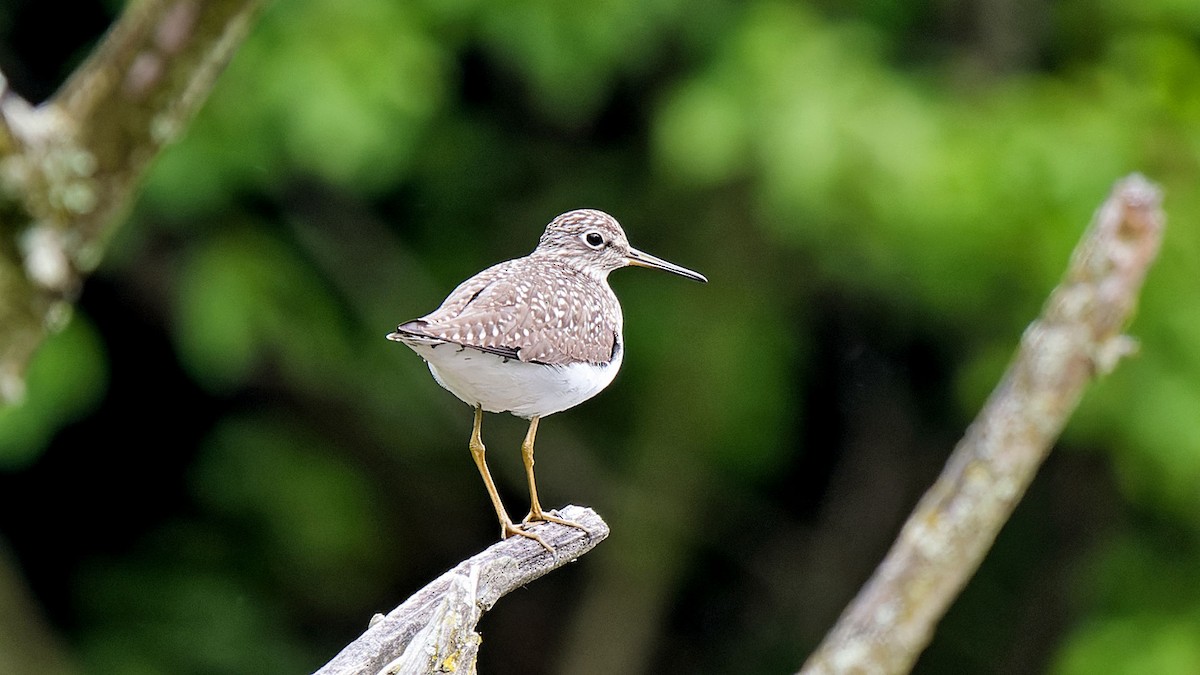 Solitary Sandpiper - Craig Becker